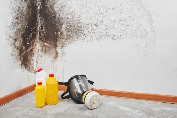 Best Certified Mold Removal  in Grosse Pointe, MI