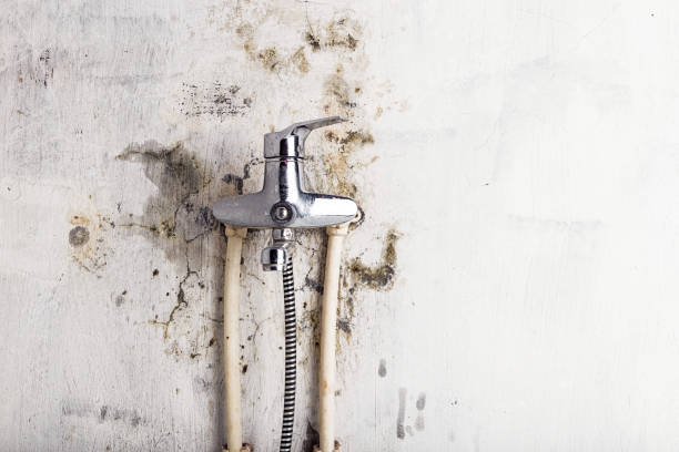 Office Mold Removal Services in Grosse Pointe, MI