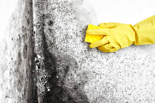 Best Crawl Space Mold Removal  in Grosse Pointe, MI