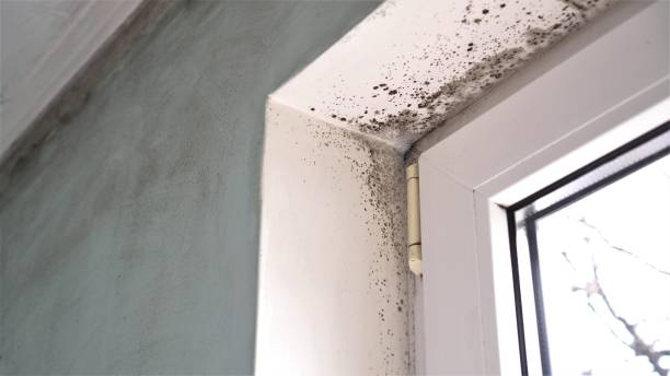Best Toxic Mold Removal  in Grosse Pointe, MI