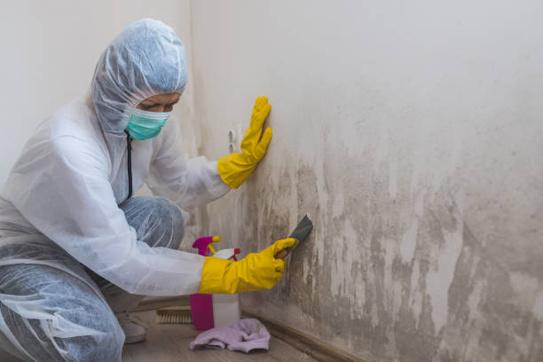 Professional Mold Removal in Grosse Pointe, MI