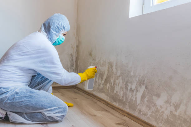 Best Mold Damage Repair  in Grosse Pointe, MI
