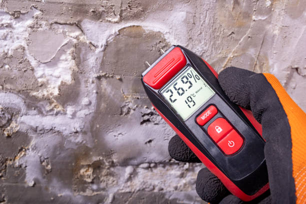 Best Home Mold Removal  in Grosse Pointe, MI