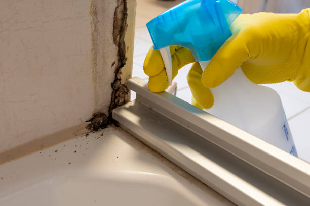 Best Attic Mold Removal  in Grosse Pointe, MI