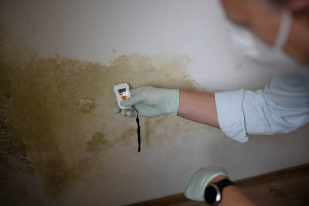 Best Toxic Mold Removal  in Grosse Pointe, MI