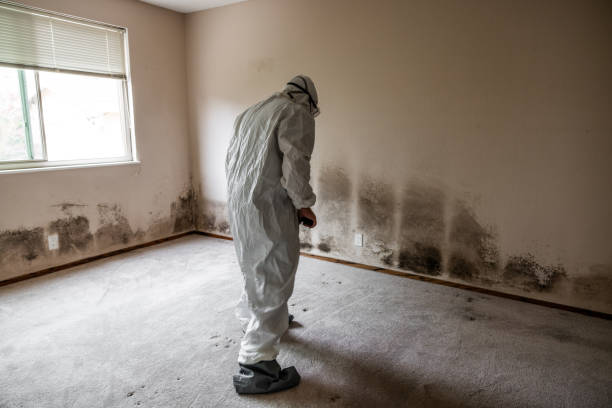 Best Emergency Mold Removal  in Grosse Pointe, MI