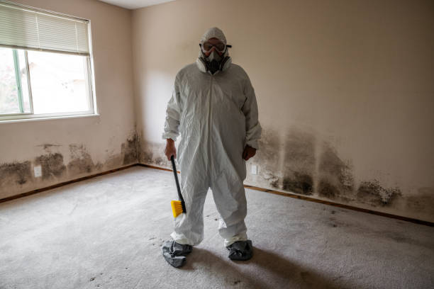 Professional Mold Removal in Grosse Pointe, MI